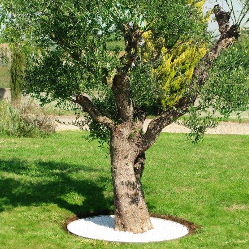 Entourage d'arbre — Hush Garden paysagiste